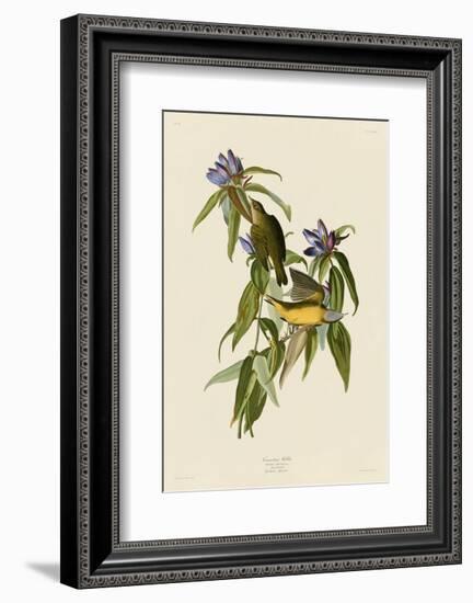 Connecticut Warbler-John James Audubon-Framed Art Print