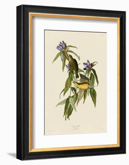 Connecticut Warbler-John James Audubon-Framed Art Print