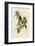 Connecticut Warbler-John James Audubon-Framed Art Print