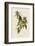 Connecticut Warbler-John James Audubon-Framed Art Print