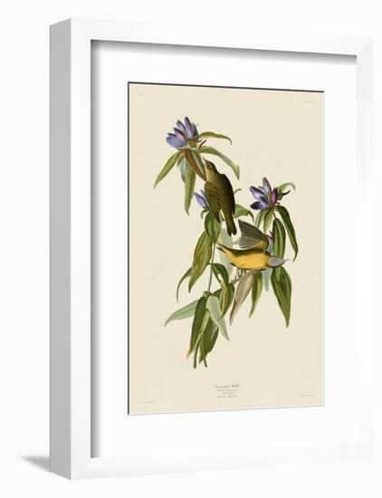 Connecticut Warbler-John James Audubon-Framed Art Print