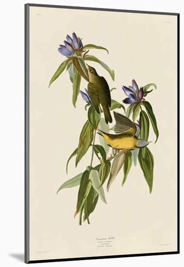 Connecticut Warbler-John James Audubon-Mounted Art Print