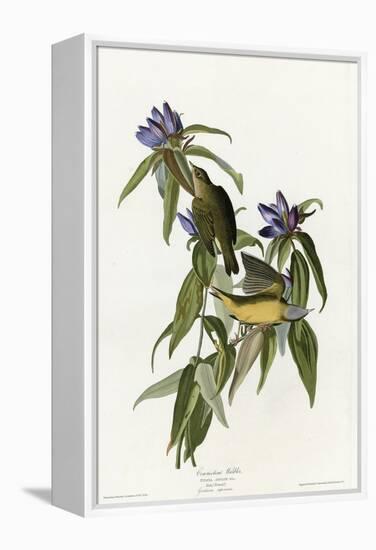 Connecticut Warbler-null-Framed Premier Image Canvas