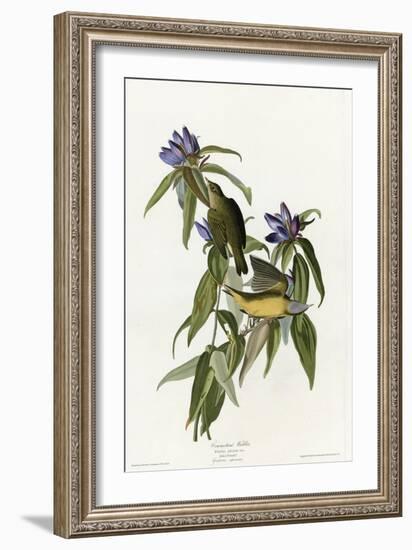 Connecticut Warbler-null-Framed Giclee Print