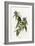 Connecticut Warbler-null-Framed Giclee Print