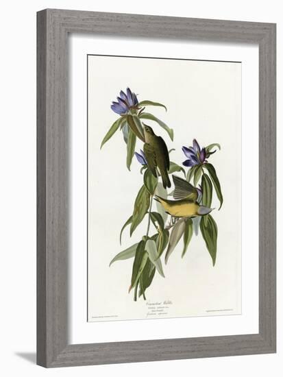 Connecticut Warbler-null-Framed Giclee Print