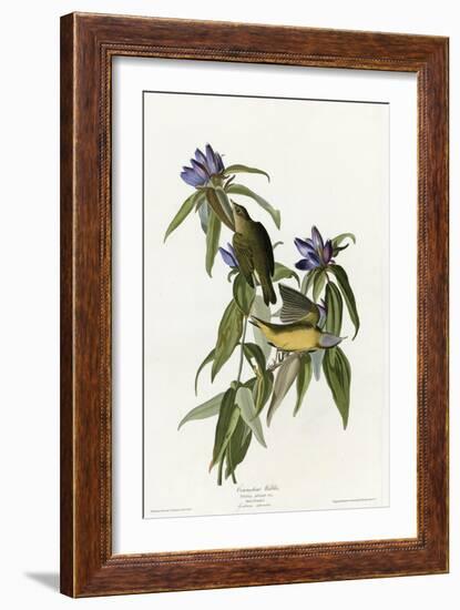 Connecticut Warbler-null-Framed Giclee Print