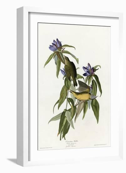 Connecticut Warbler-null-Framed Giclee Print