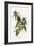 Connecticut Warbler-null-Framed Giclee Print