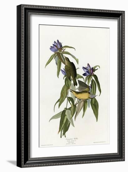 Connecticut Warbler-null-Framed Giclee Print