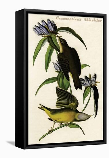 Connecticut Warbler-John James Audubon-Framed Stretched Canvas