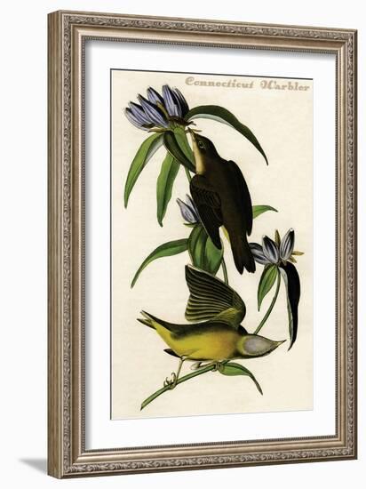 Connecticut Warbler-John James Audubon-Framed Art Print