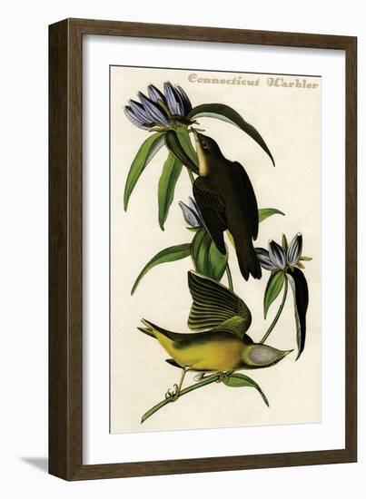 Connecticut Warbler-John James Audubon-Framed Art Print