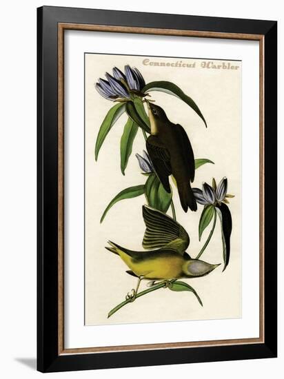 Connecticut Warbler-John James Audubon-Framed Art Print