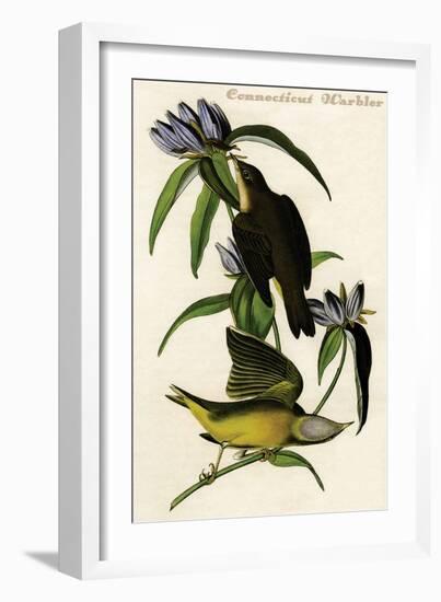 Connecticut Warbler-John James Audubon-Framed Art Print