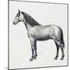 Connemara (Equus Caballus), Equidae, Drawing-null-Mounted Giclee Print