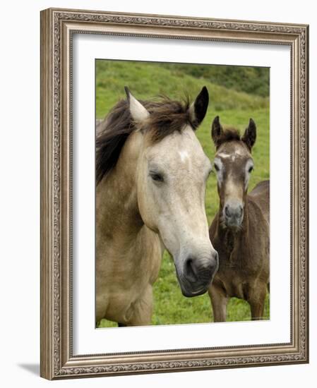 Connemara Ponies, County Galway, Connacht, Republic of Ireland (Eire), Europe-Gary Cook-Framed Photographic Print