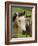 Connemara Ponies, County Galway, Connacht, Republic of Ireland (Eire), Europe-Gary Cook-Framed Photographic Print