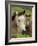 Connemara Ponies, County Galway, Connacht, Republic of Ireland (Eire), Europe-Gary Cook-Framed Photographic Print