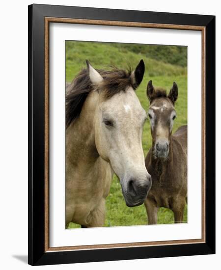 Connemara Ponies, County Galway, Connacht, Republic of Ireland (Eire), Europe-Gary Cook-Framed Photographic Print