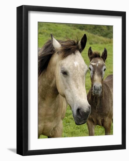 Connemara Ponies, County Galway, Connacht, Republic of Ireland (Eire), Europe-Gary Cook-Framed Photographic Print