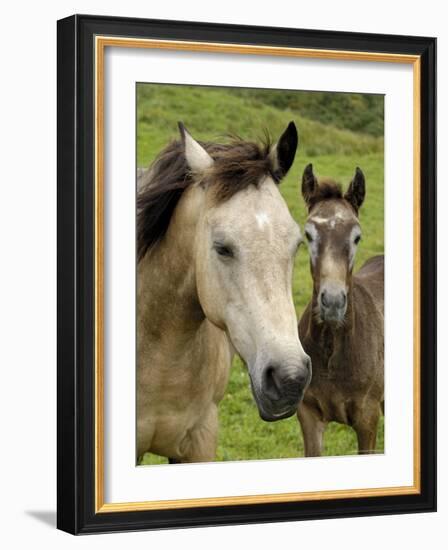 Connemara Ponies, County Galway, Connacht, Republic of Ireland (Eire), Europe-Gary Cook-Framed Photographic Print