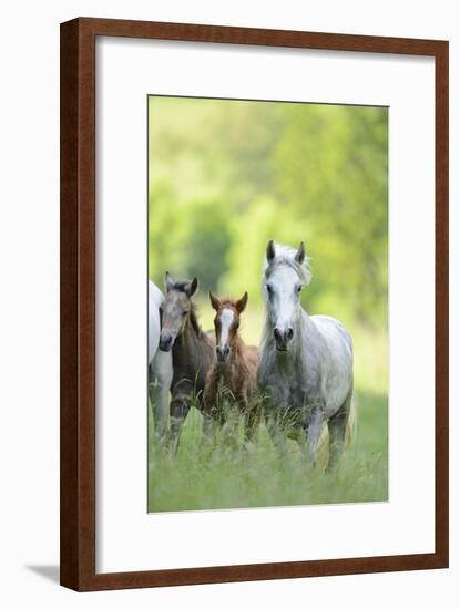 Connemara Pony, Mare with Foal, Belt, Head-On, Running, Looking at Camera-David & Micha Sheldon-Framed Photographic Print