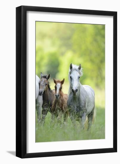 Connemara Pony, Mare with Foal, Belt, Head-On, Running, Looking at Camera-David & Micha Sheldon-Framed Photographic Print