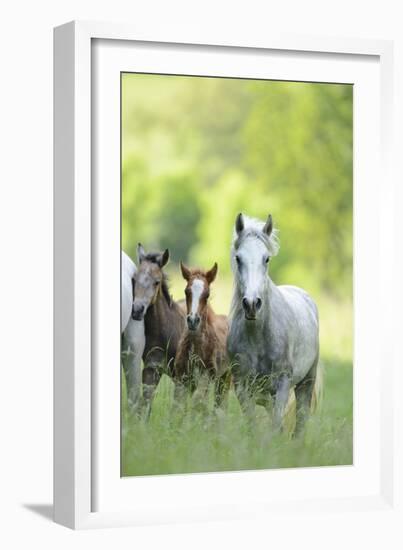 Connemara Pony, Mare with Foal, Belt, Head-On, Running, Looking at Camera-David & Micha Sheldon-Framed Photographic Print