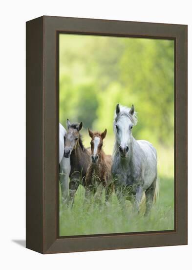 Connemara Pony, Mare with Foal, Belt, Head-On, Running, Looking at Camera-David & Micha Sheldon-Framed Premier Image Canvas