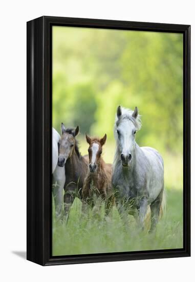 Connemara Pony, Mare with Foal, Belt, Head-On, Running, Looking at Camera-David & Micha Sheldon-Framed Premier Image Canvas