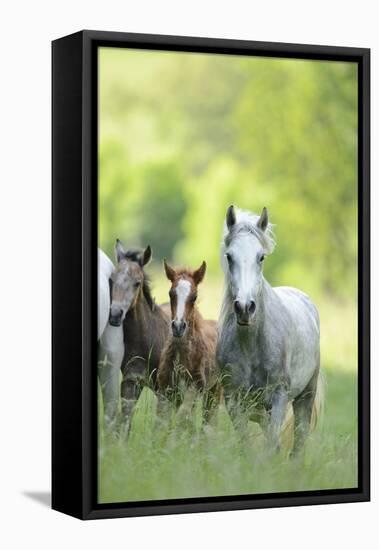 Connemara Pony, Mare with Foal, Belt, Head-On, Running, Looking at Camera-David & Micha Sheldon-Framed Premier Image Canvas