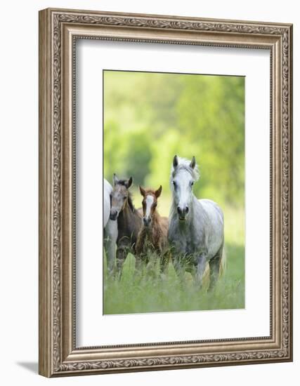 Connemara Pony, Mare with Foal, Belt, Head-On, Running, Looking at Camera-David & Micha Sheldon-Framed Photographic Print