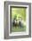 Connemara Pony, Mare with Foal, Belt, Head-On, Running, Looking at Camera-David & Micha Sheldon-Framed Photographic Print