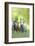 Connemara Pony, Mare with Foal, Belt, Head-On, Running, Looking at Camera-David & Micha Sheldon-Framed Photographic Print