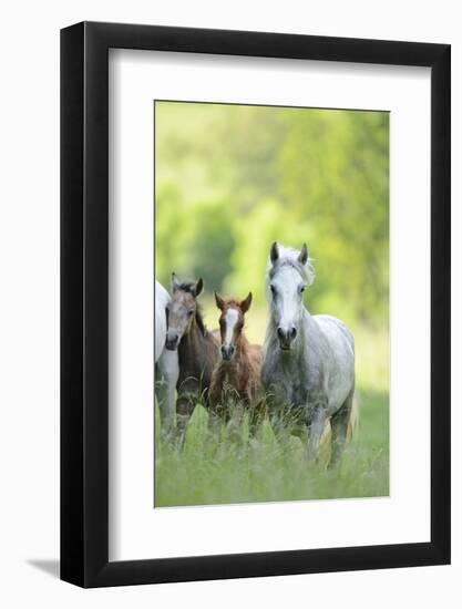 Connemara Pony, Mare with Foal, Belt, Head-On, Running, Looking at Camera-David & Micha Sheldon-Framed Photographic Print