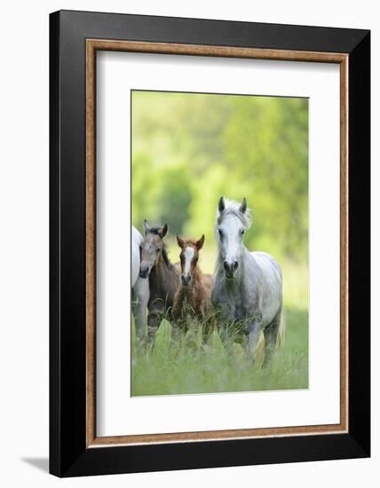 Connemara Pony, Mare with Foal, Belt, Head-On, Running, Looking at Camera-David & Micha Sheldon-Framed Photographic Print