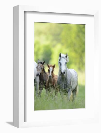 Connemara Pony, Mare with Foal, Belt, Head-On, Running, Looking at Camera-David & Micha Sheldon-Framed Photographic Print