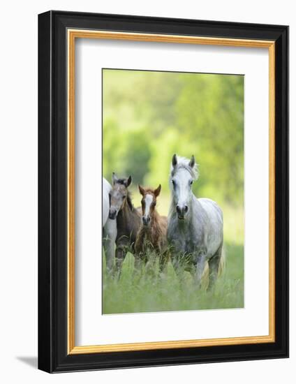 Connemara Pony, Mare with Foal, Belt, Head-On, Running, Looking at Camera-David & Micha Sheldon-Framed Photographic Print