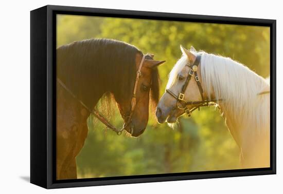 Connemara Pony, Portrait, Stallions, Side View-David & Micha Sheldon-Framed Premier Image Canvas