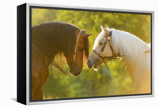 Connemara Pony, Portrait, Stallions, Side View-David & Micha Sheldon-Framed Premier Image Canvas