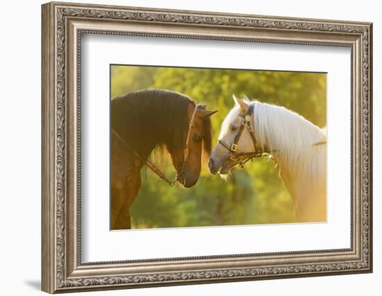 Connemara Pony, Portrait, Stallions, Side View-David & Micha Sheldon-Framed Photographic Print