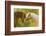 Connemara Pony, Portrait, Stallions, Side View-David & Micha Sheldon-Framed Photographic Print