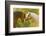 Connemara Pony, Portrait, Stallions, Side View-David & Micha Sheldon-Framed Photographic Print