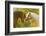 Connemara Pony, Portrait, Stallions, Side View-David & Micha Sheldon-Framed Photographic Print