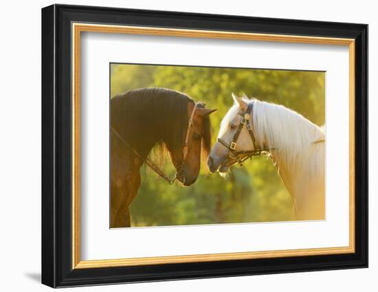 Connemara Pony, Portrait, Stallions, Side View-David & Micha Sheldon-Framed Photographic Print