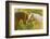 Connemara Pony, Portrait, Stallions, Side View-David & Micha Sheldon-Framed Photographic Print