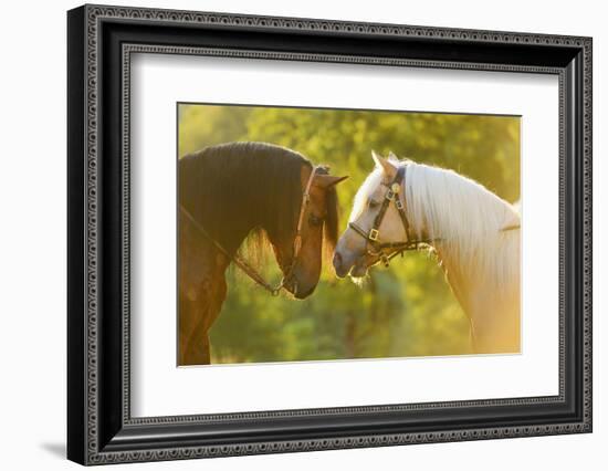Connemara Pony, Portrait, Stallions, Side View-David & Micha Sheldon-Framed Premium Photographic Print
