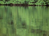 Mangrove, 10,000 Islands, Everglades, Florida, USA-Connie Bransilver-Photographic Print