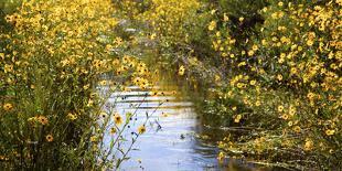 USA, Florida, Corkscrew Swamp Regional Ecosystem, Fall Sunflowers-Connie Bransilver-Photographic Print